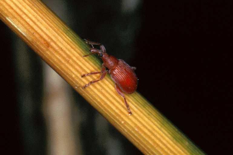 Apion_miniata_P1261_Z_77_Les Gris_Frankrijk.jpg